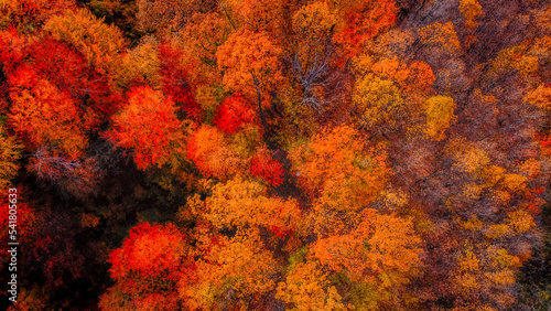 Beech forest in autumn. Expanses of trees with leaves in orange, red, yellow and green colors, Suitable for background or multicolored texture.