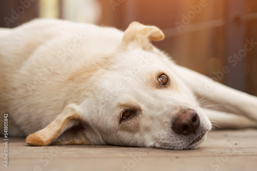 Sad white dog lies on side on wooden floor near house. Loyal domestic animal waits for owners politely on blurred background closeup, sunlight © lenblr