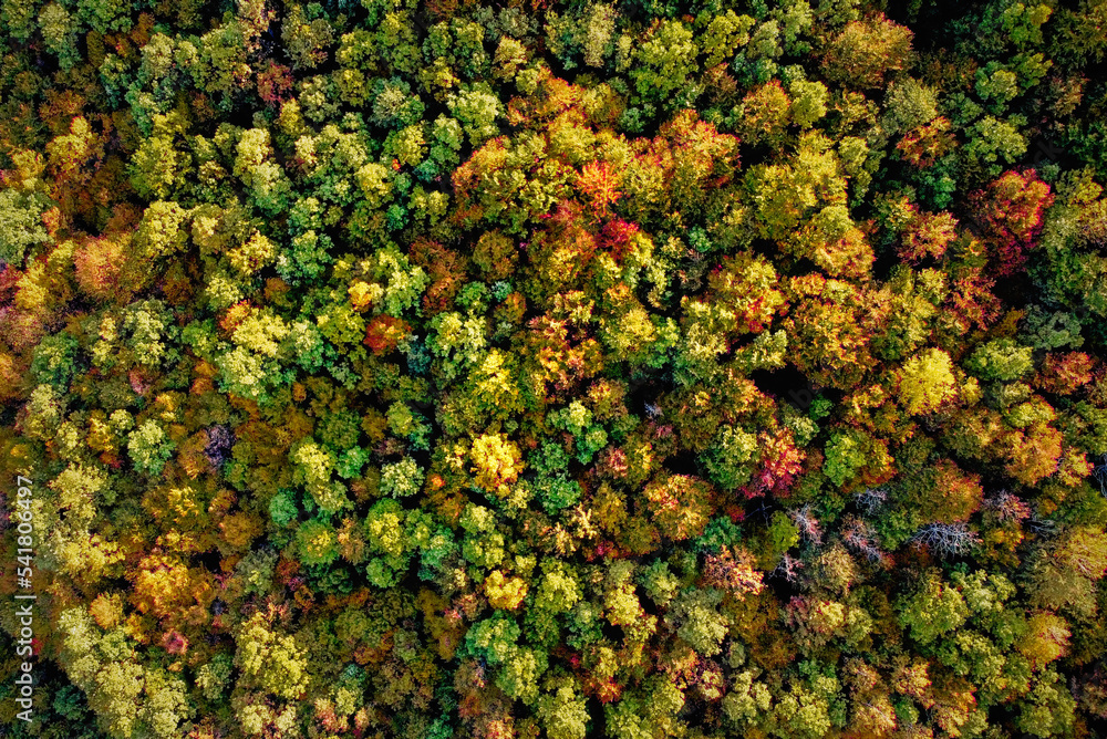 Aerial drone shot of mountain range and fields covered with treas with autumn dyed leaves that color the nature Aerial drone shot of mountain range and fields covered with treas with autumn dyed leaves that color the nature