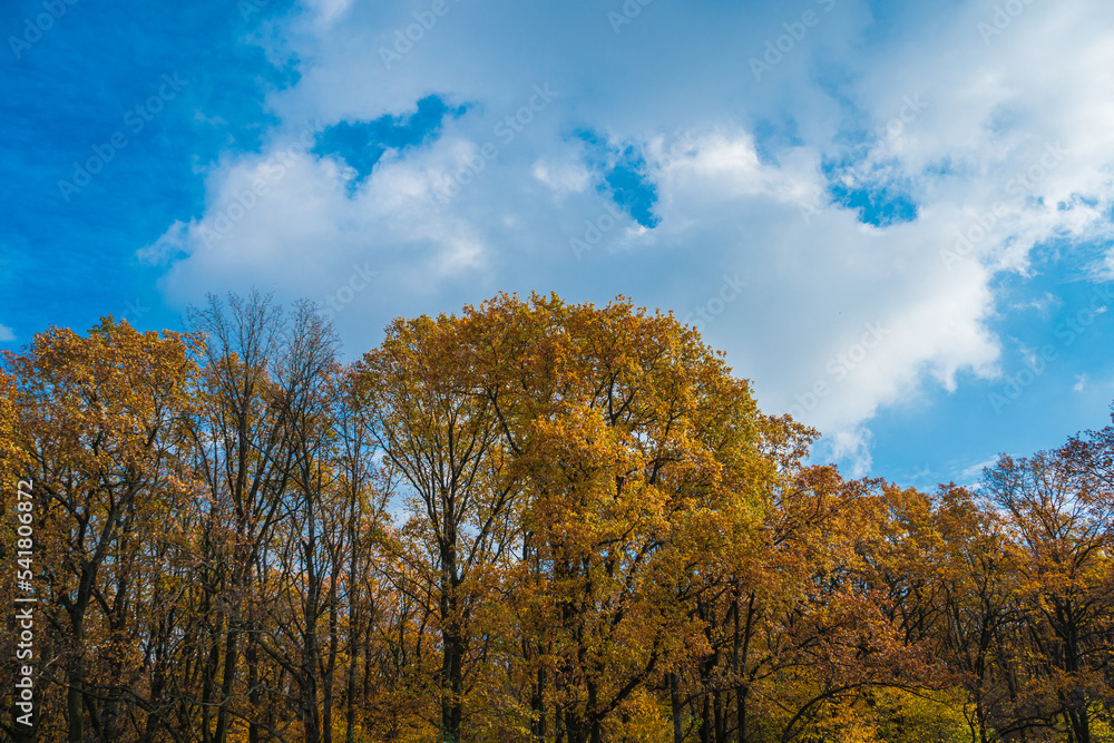 Autumn forest on the background of the blue sky. Autumn landscape
