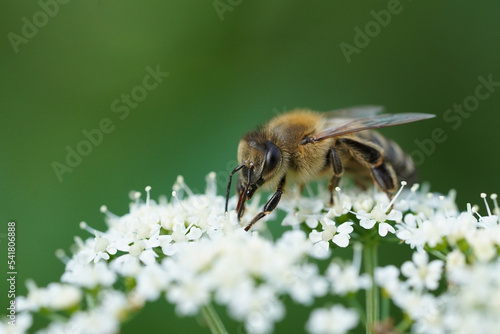 honey bee sitting on a white flower