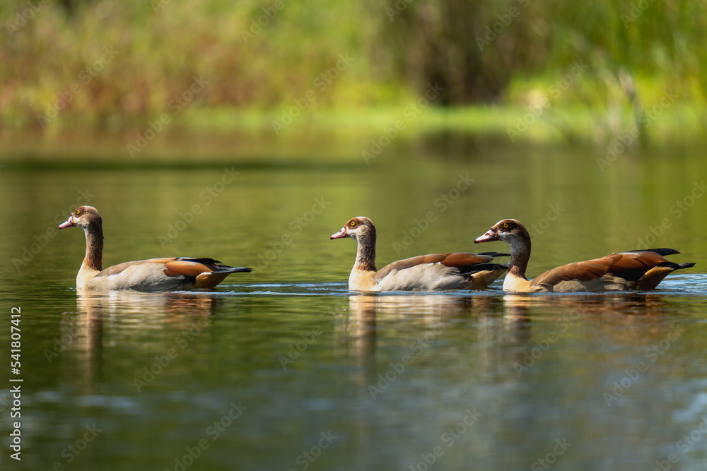 ducks on the lake ducks on the lake