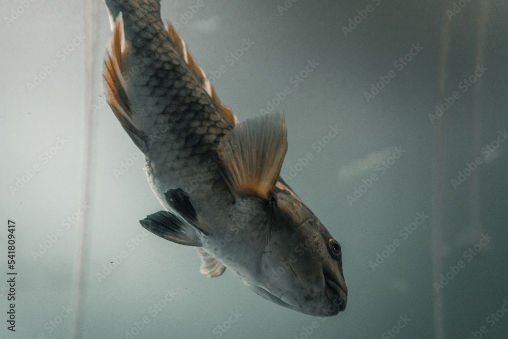 cute and curious big orange fish swimming calm and relaxed behind the