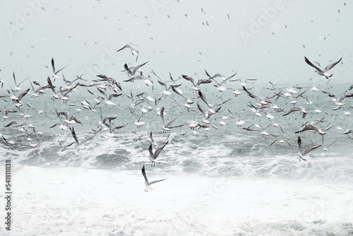 Flock of flying seagulls flaying over the sea at snowing winter day