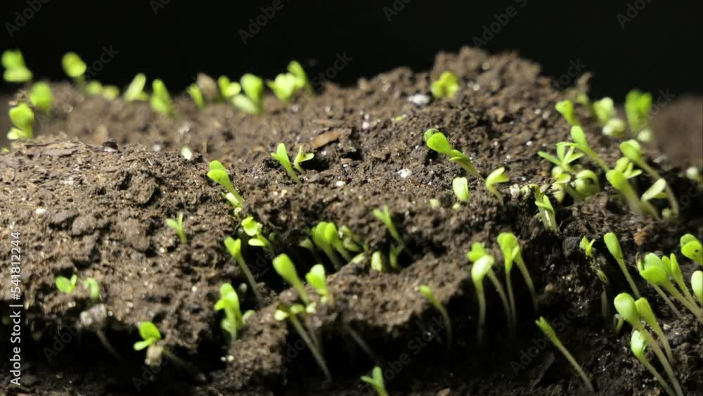 Cultivation of plants in spring timelapse, germination of seedlings of newborn watercress in a greenhouse Cultivation of plants in spring timelapse, germination of seedlings of newborn watercress in a greenhouse