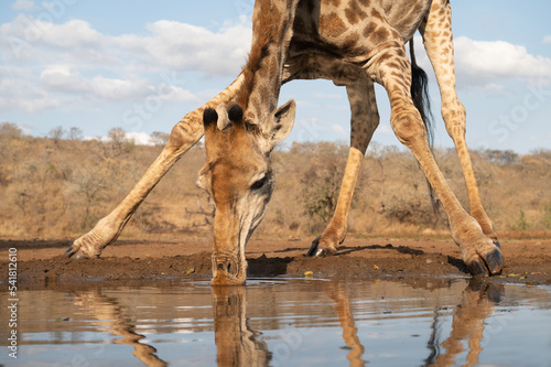 Giraffe drinking at a water hole