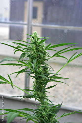 Industrial hemp  agriculture  green plant greenhouse