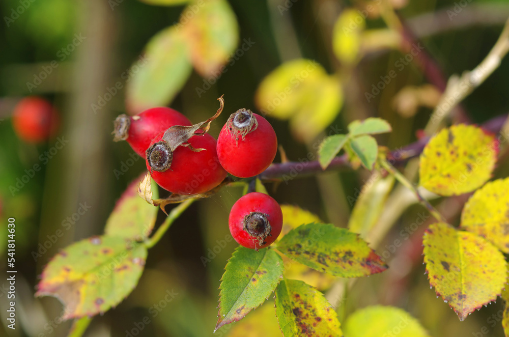 Rose hips on a bush. Autumn Rose hips on a bush. Autumn