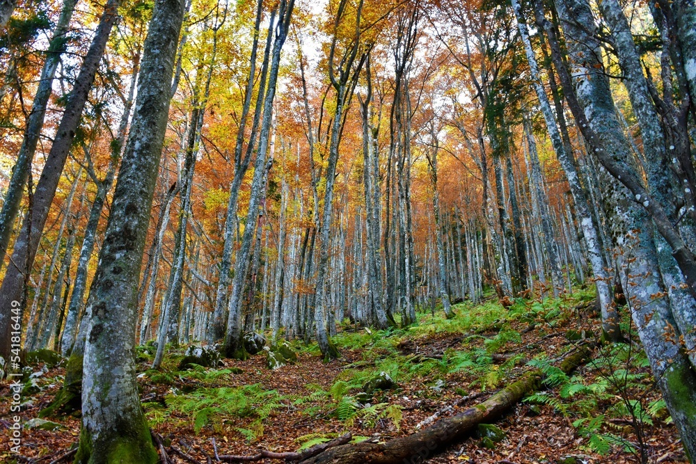 Colorful european beech forest in orange and yellow fall colors and green ferns covering the ground