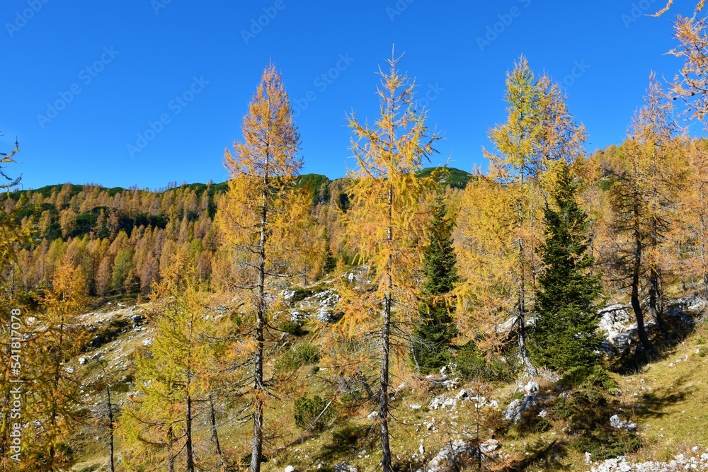 Gold colored larch trees with forest covered hills behind in Julian alps, Gorenjska, Slovenia