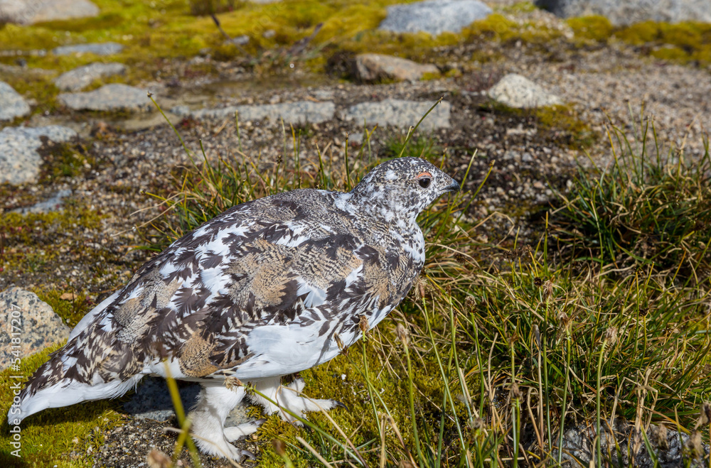 Obraz premium Ptarmigan