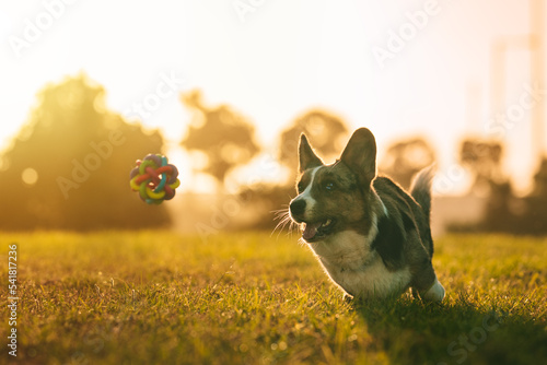 Happy playful corgi dog trying to catch the toy outdoors at sunset. Portrait of beautiful purebred blue merle cardigan welsh corgi running with mouth open towards the toy. photo
