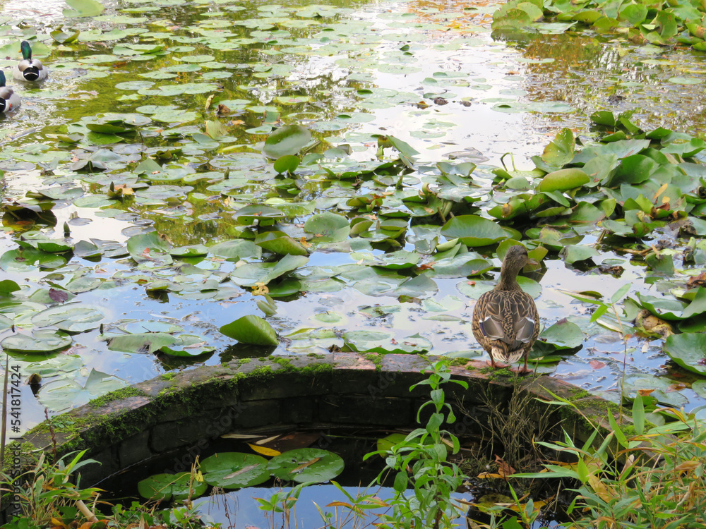Discover Duck Pond Near Me, A Unique Oasis for Nature Lovers