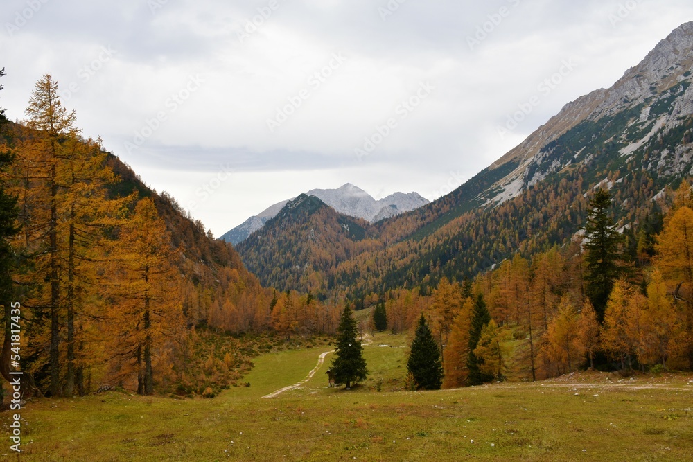 Fototapeta premium Alpine valley at Zelenica in Karavanke mountains, Gorenjska, Slovenia with Stol mountain behind with a conifer larch and spruce forest in autumn