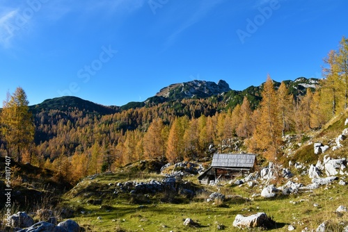 Alpine mountain pasture with a wooden hut and a golden colored larch forest in Julian alps and Triglav national park, Gorenjska, Slovenia