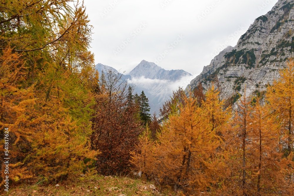 View of Veliki vrh mountain in Karavanke mountains, Gorenjska, Slovenia and bronze colored larch trees