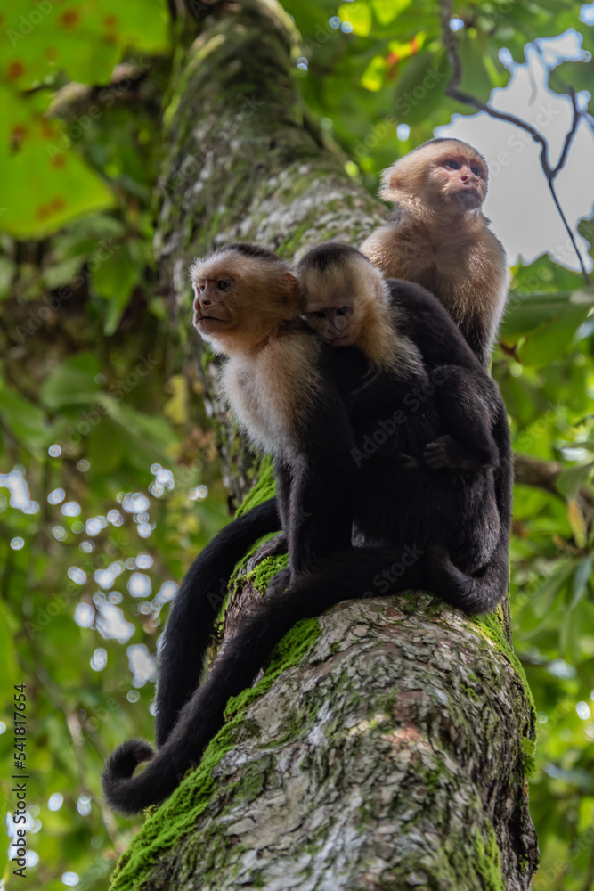 Fototapeta premium monkey family on a tree