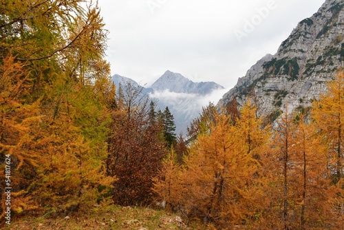 View of Veliki vrh mountain in Karavanke mountains, Gorenjska, Slovenia and bronze colored larch trees