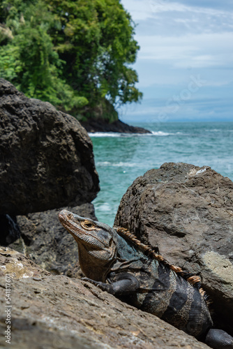 iguana on the rocks by the sea