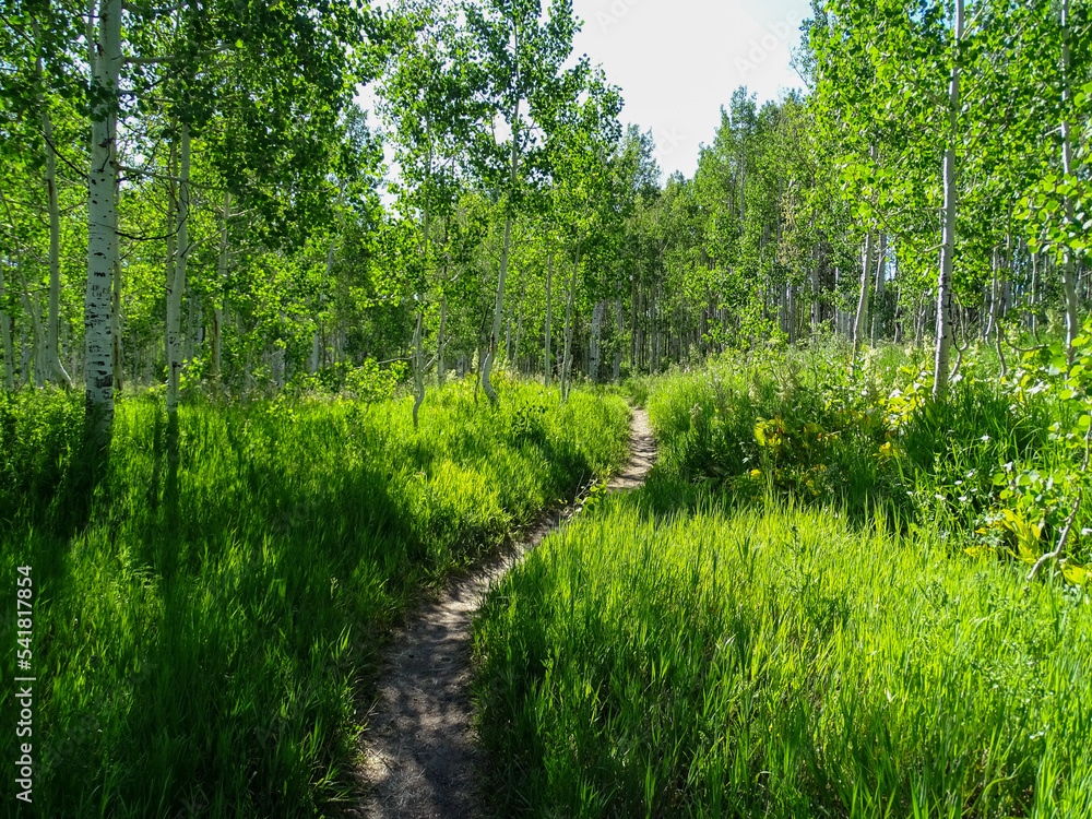 A Pathway Through the Woods