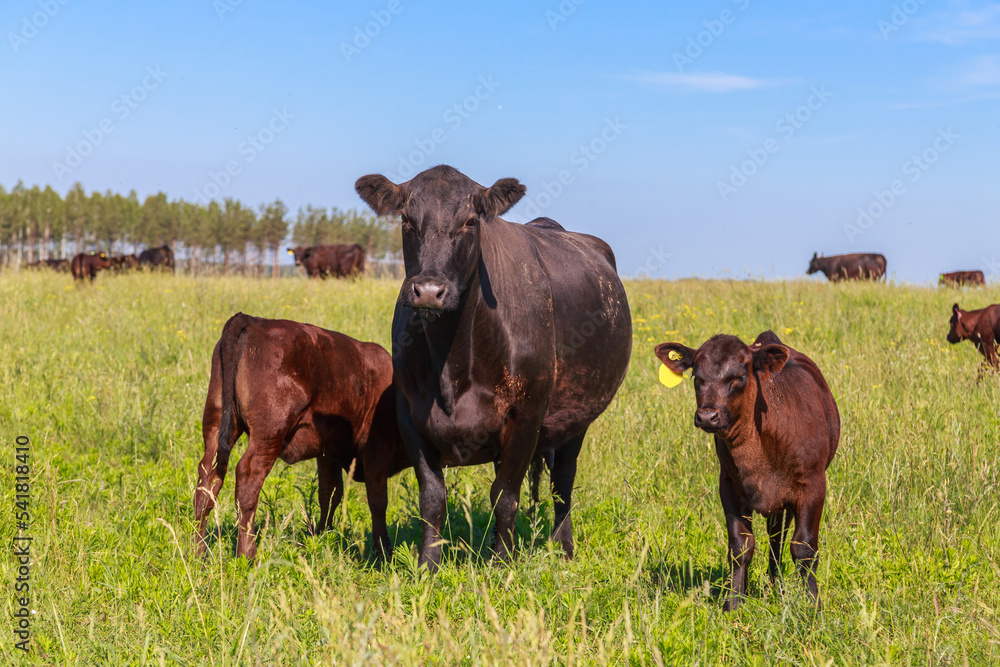 Herd of cows of angus breed in the pasture.