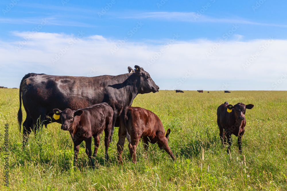 Cattle of black angus breed in the grassland.