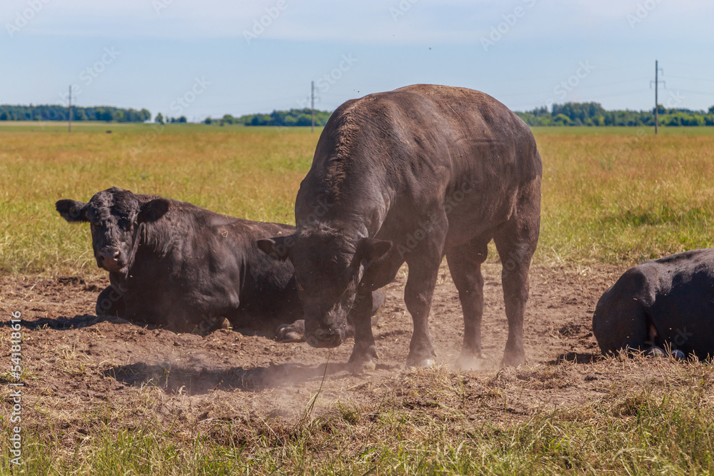 Cattle of black angus breed in the grassland. Stock Photo | Adobe Stock