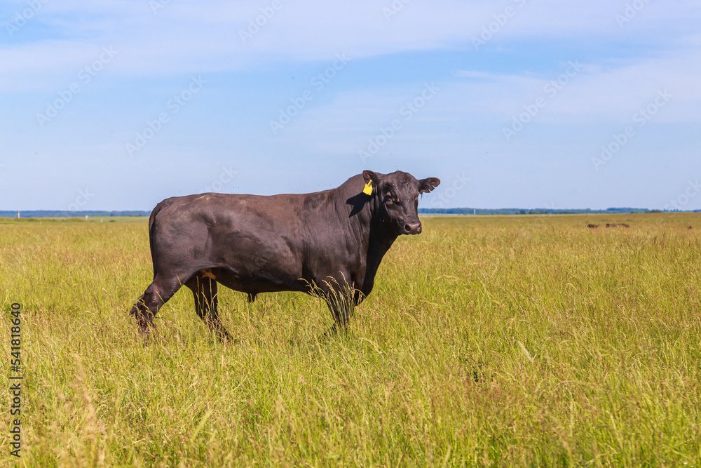 Angus cows and bulls graze in the meadow.