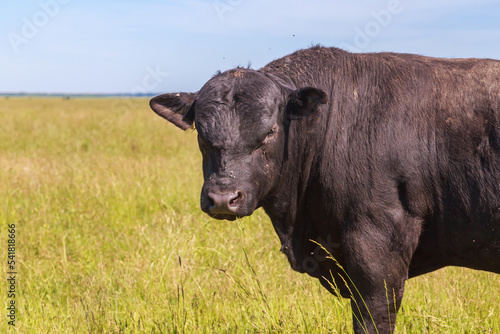 Farmland with herd of angus cattle.