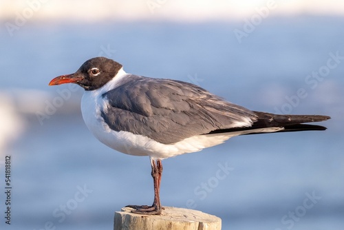 Closeup shot of a gull resting on a pole at the beach photo