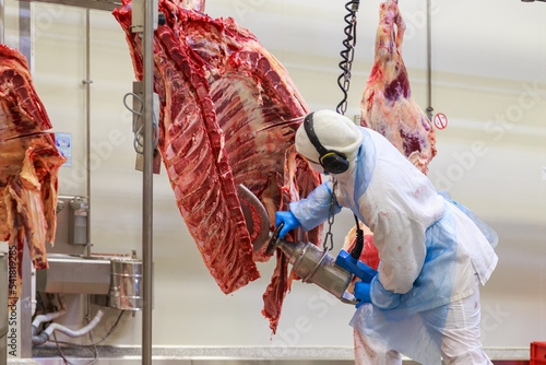 Bilde på lerret Worker with saw for quartering carcass of black angus beef.