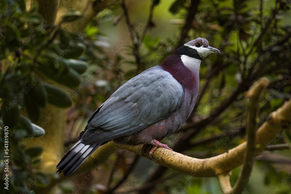This image shows a gray and black pigeon perched in a lush treetop. This image shows a gray and black pigeon perched in a lush treetop.