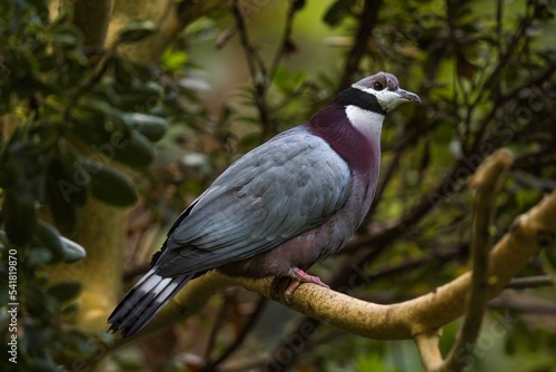 This image shows a gray and black pigeon perched in a lush treetop. 