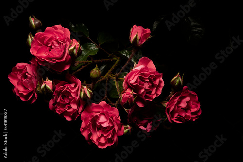small pink roses lit in the dark