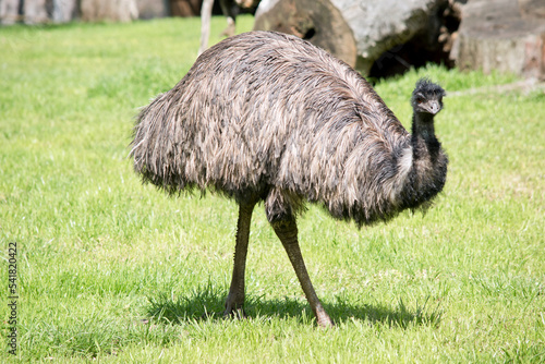 the emu is walking across a field