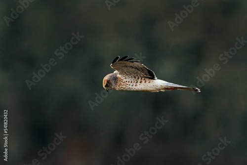 Принти на полотні Closeup shot of a common kestrel (Falco tinnunculus) in motion