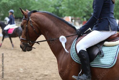  Show jumper horse wearing award winning ribbon. Equestrian sports background © acceptfoto