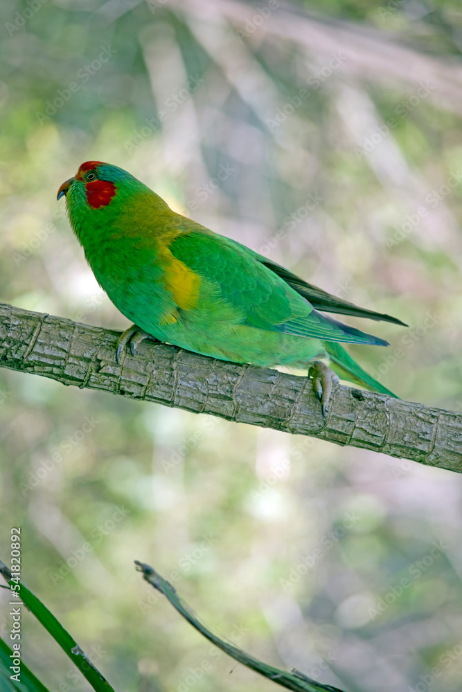 the musk lorikeet is perched on a small tree