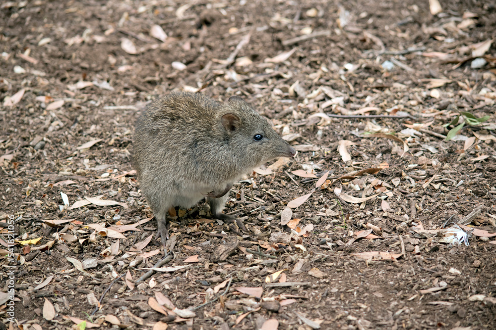 the long nosed potoroo looks similar to a rat the long nosed potoroo looks similar to a rat