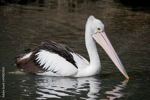 the Australian pelican is a black and white seabird