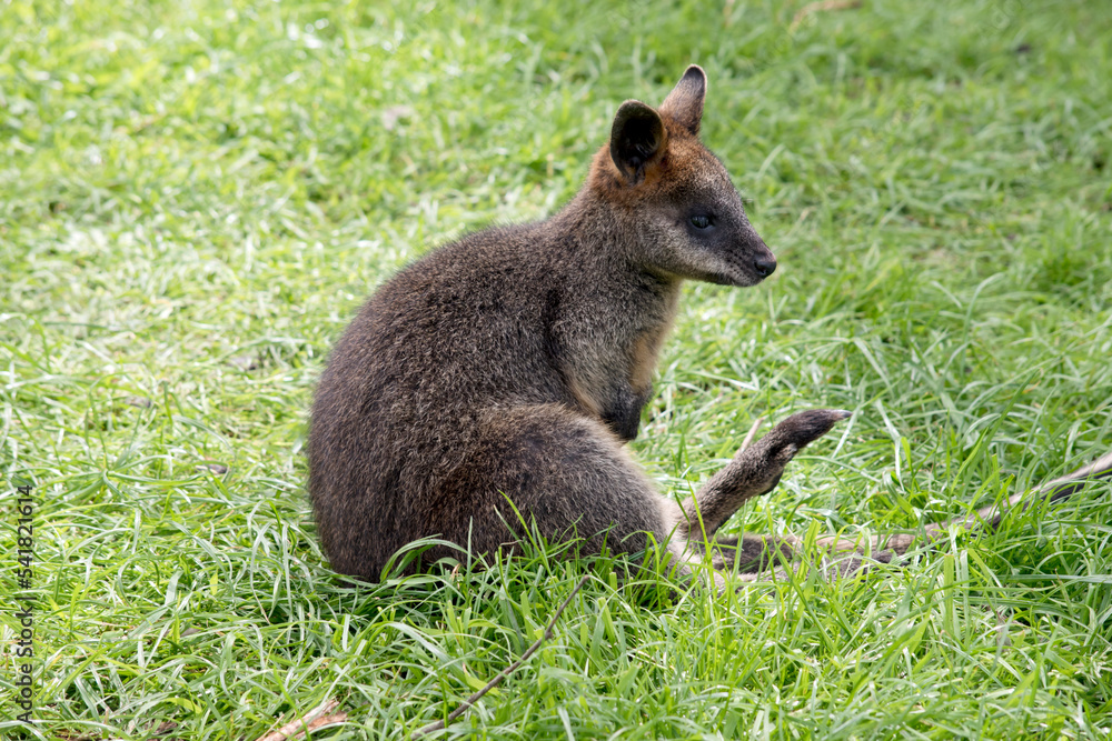 the joey swamp wallaby is resting on the grass the joey swamp wallaby is resting on the grass