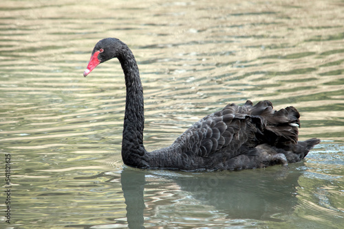 the black swan has a red beak with a white stripe and red eyes  its body is black