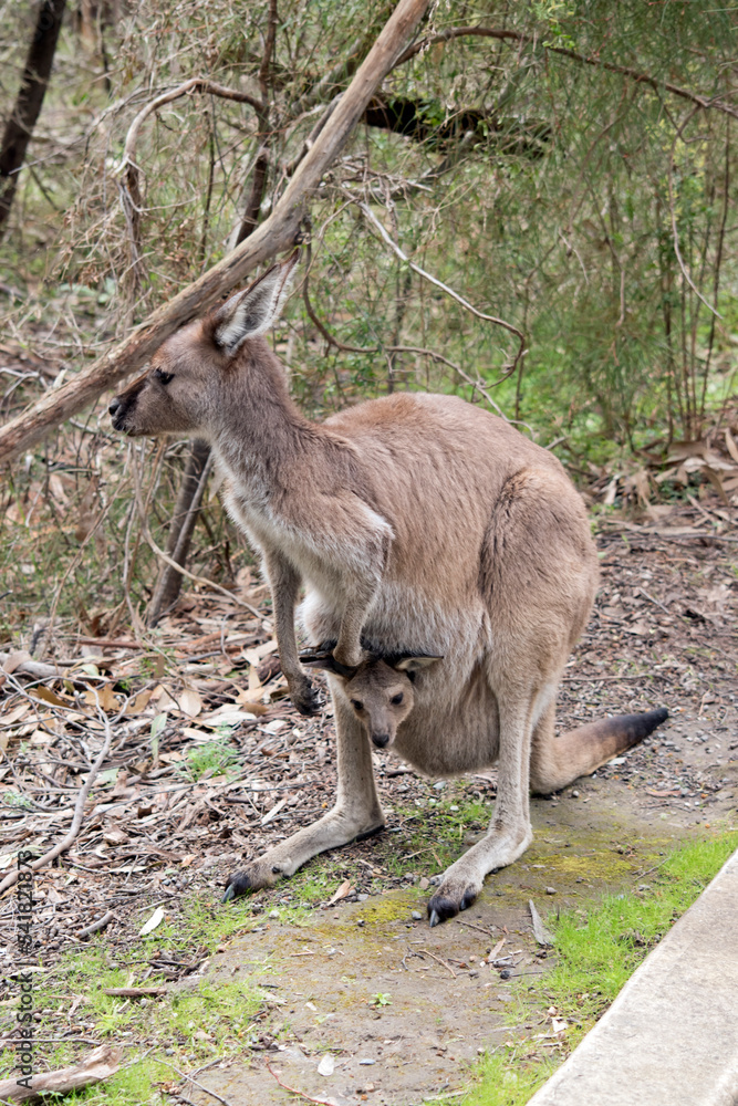 the westen grey kangaroo is mainly brown with a white chest and long tail and black tip the westen grey kangaroo is mainly brown with a white chest and long tail and black tip