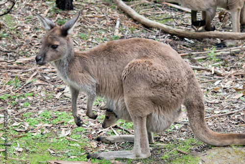 the western grey kangaroo is brown with a white chest