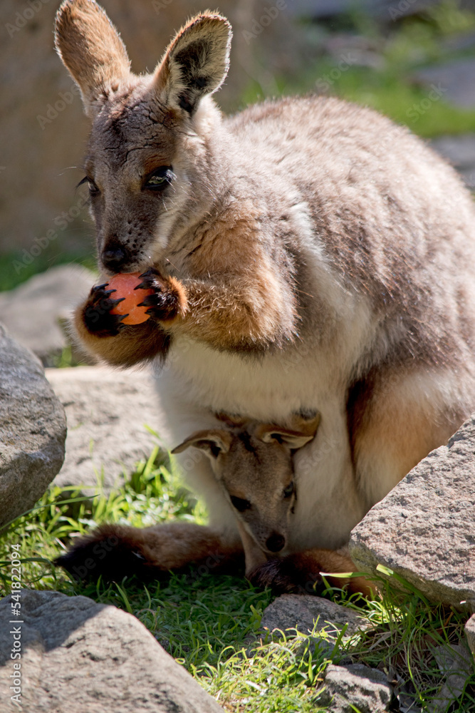 the yellow footed rock wallaby has a joey in her pouch the yellow footed rock wallaby has a joey in her pouch