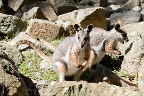 Cuadro en lienzo the yellow footed rock wallaby is is an Australian marsupial