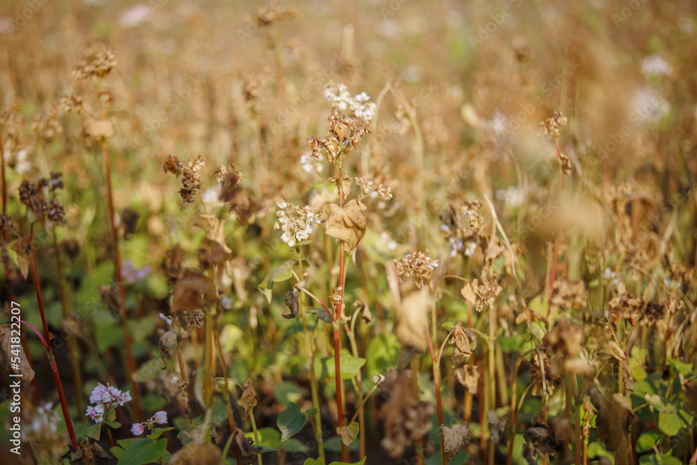 Buckwheat after frost. Frozen leaves and flowers of Buckwheat. Plants