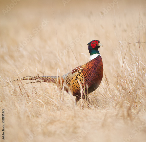 Ring-necked Pheasant in grassland habitat during the autumn hunting season. - the Ring-necked Pheasant is the state bird of South Dakota