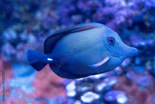 Closeup of blue Zebrasoma scopas fish swimming in the water on a blue background photo