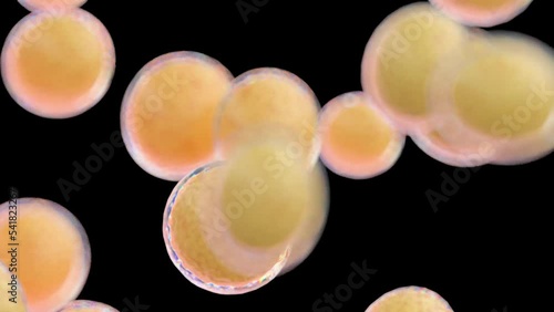 3d rendered medical animation of growing fat cells